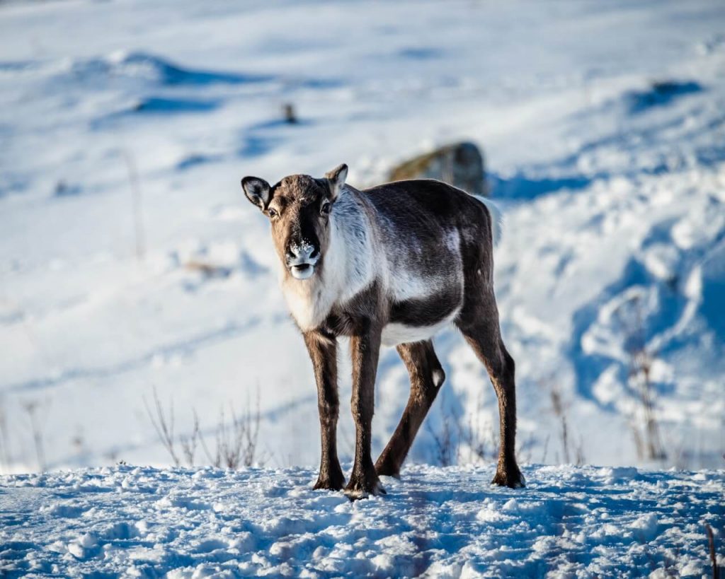 Reindeer in norway