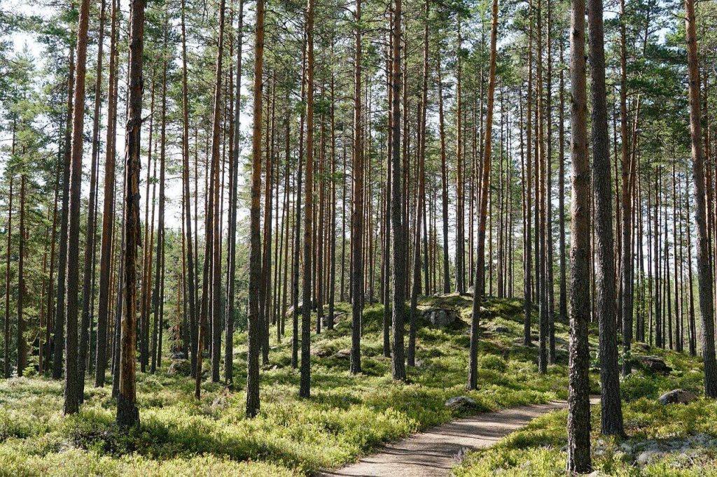 Swedish Forests